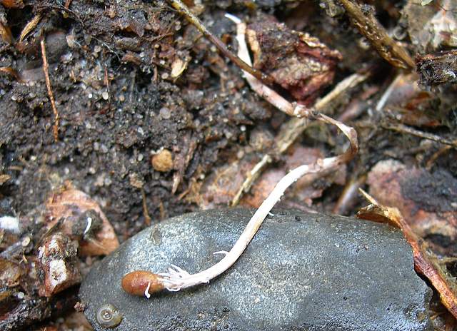 Una  misteriosa  Cordyceps